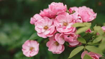 Wild Roses 2k Wallpaper Wallpaper