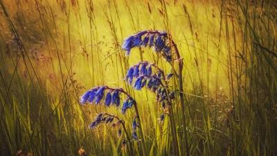 Wildflowers Field Blossoms England Wallpaper