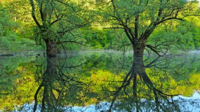 Willow Trees Lake Bret 4k Wallpaper