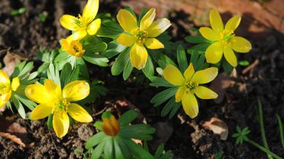 Winter Aconite 8k Wallpaper