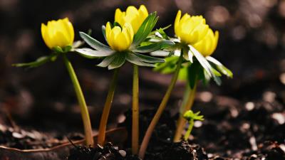 Winter Aconite Flower 8k Wallpaper