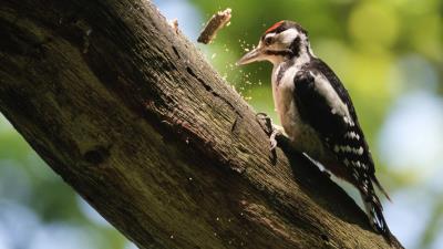 Woodpecker Wallpaper