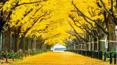 Yellow Autumn Wallpaper
