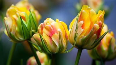 Yellow Tulips Blooming Wallpaper