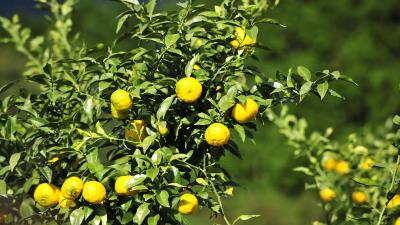 Yuzu Fruits Wallpaper Wallpaper