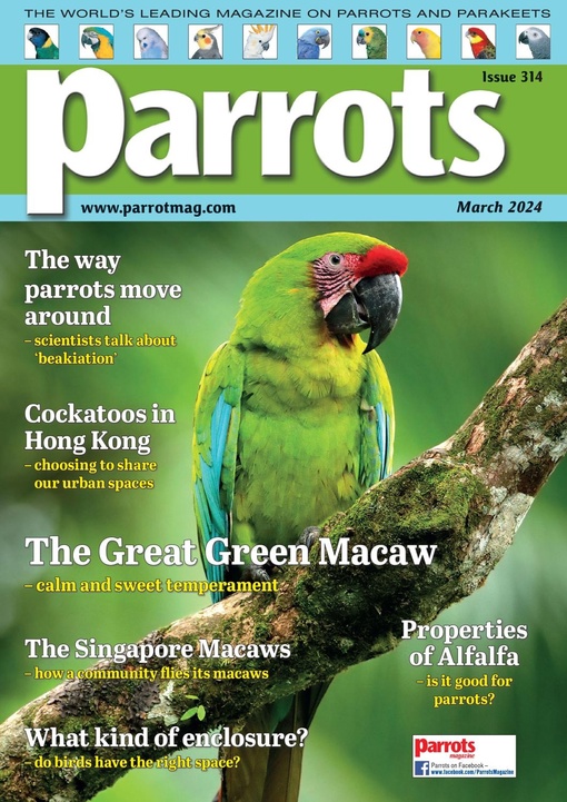 Parrots March 2024 